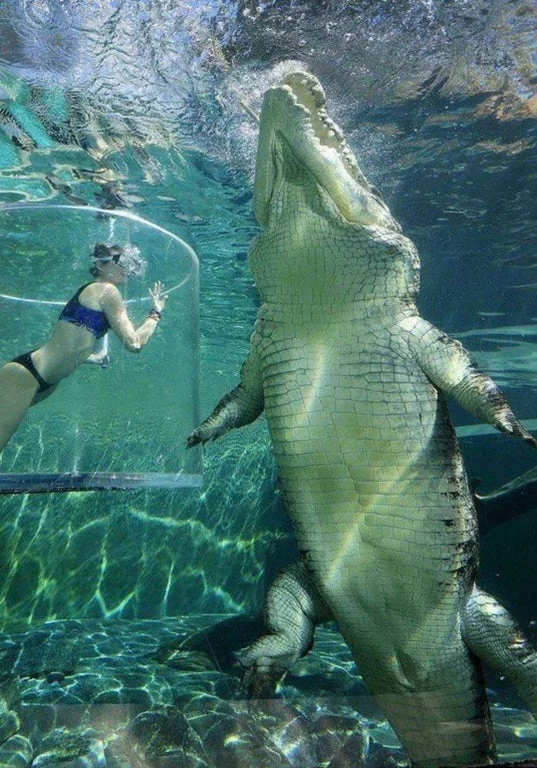 Animal 1v1s