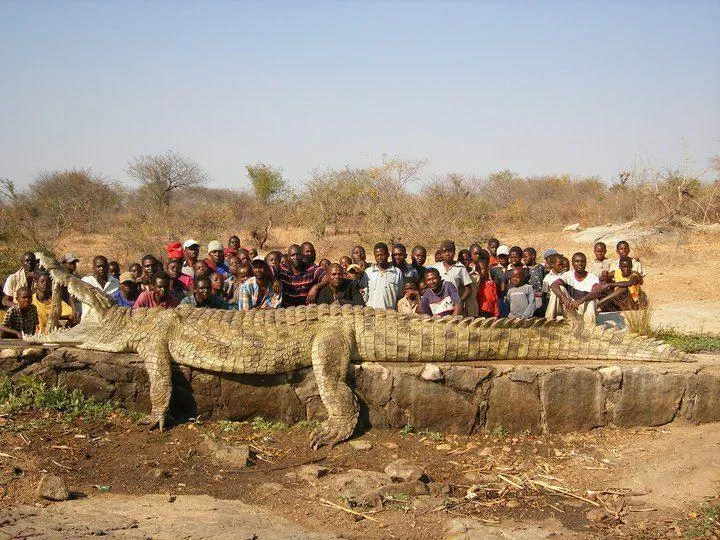Zambezi crocodile