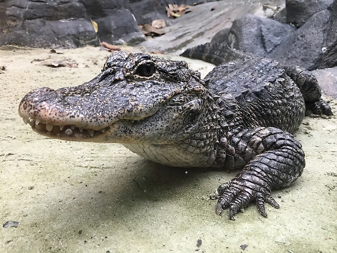 Chinese Alligator
