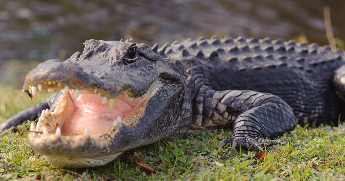 American Alligator