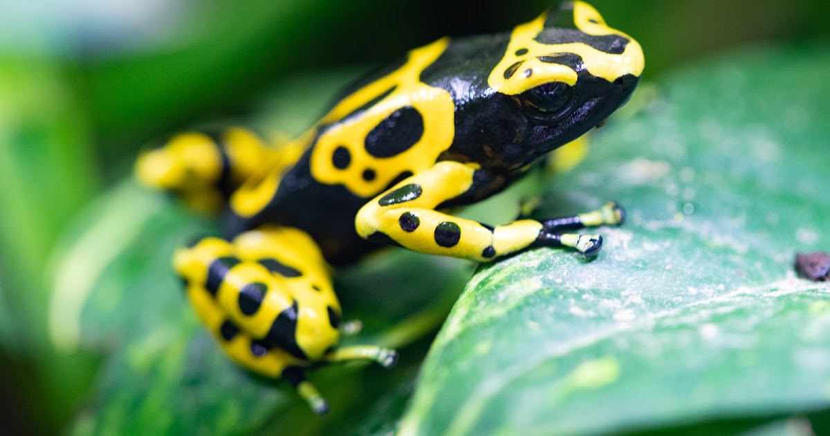 Poison Dart Frog
