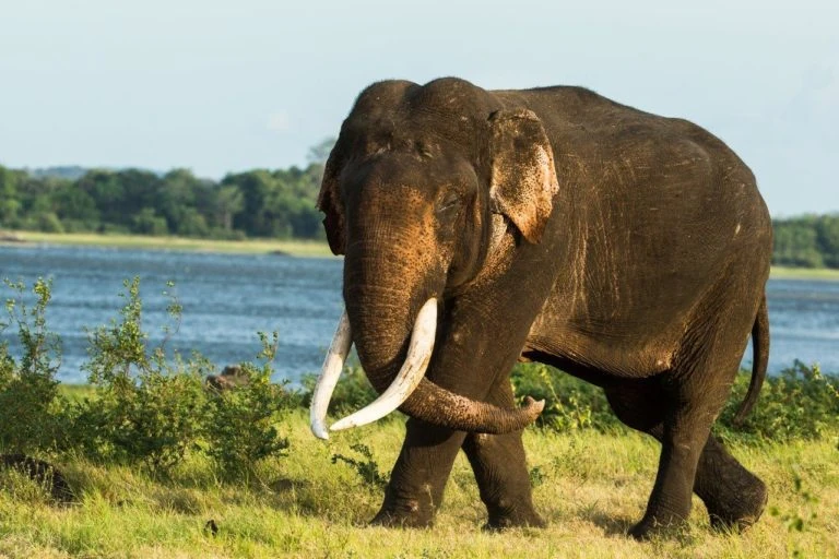 Sri Lankan Elephant