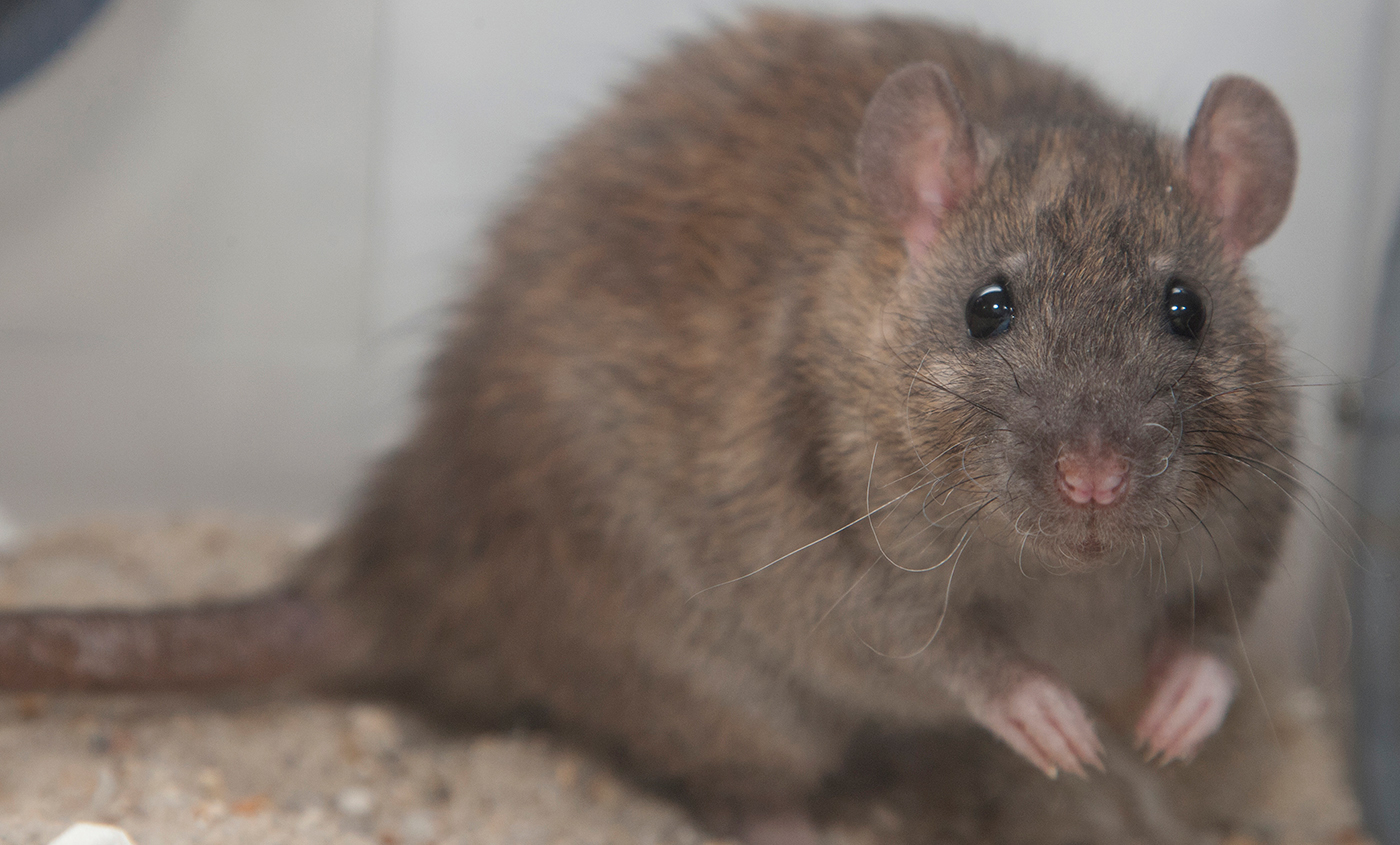Rat