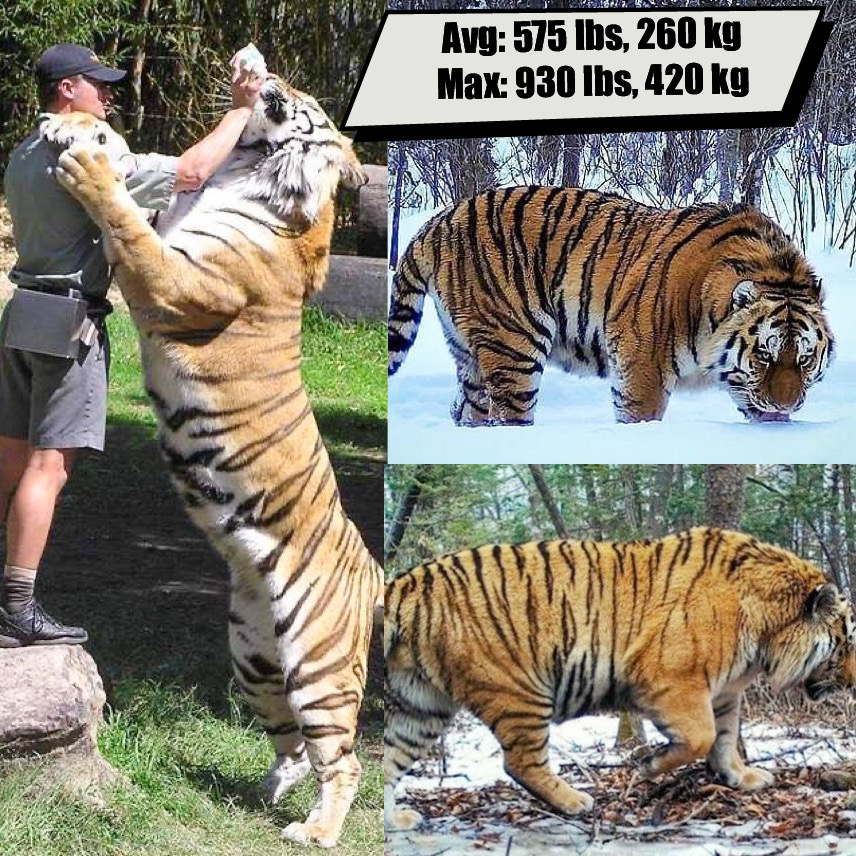 Animal Fight 1v1 (animal weights shown)