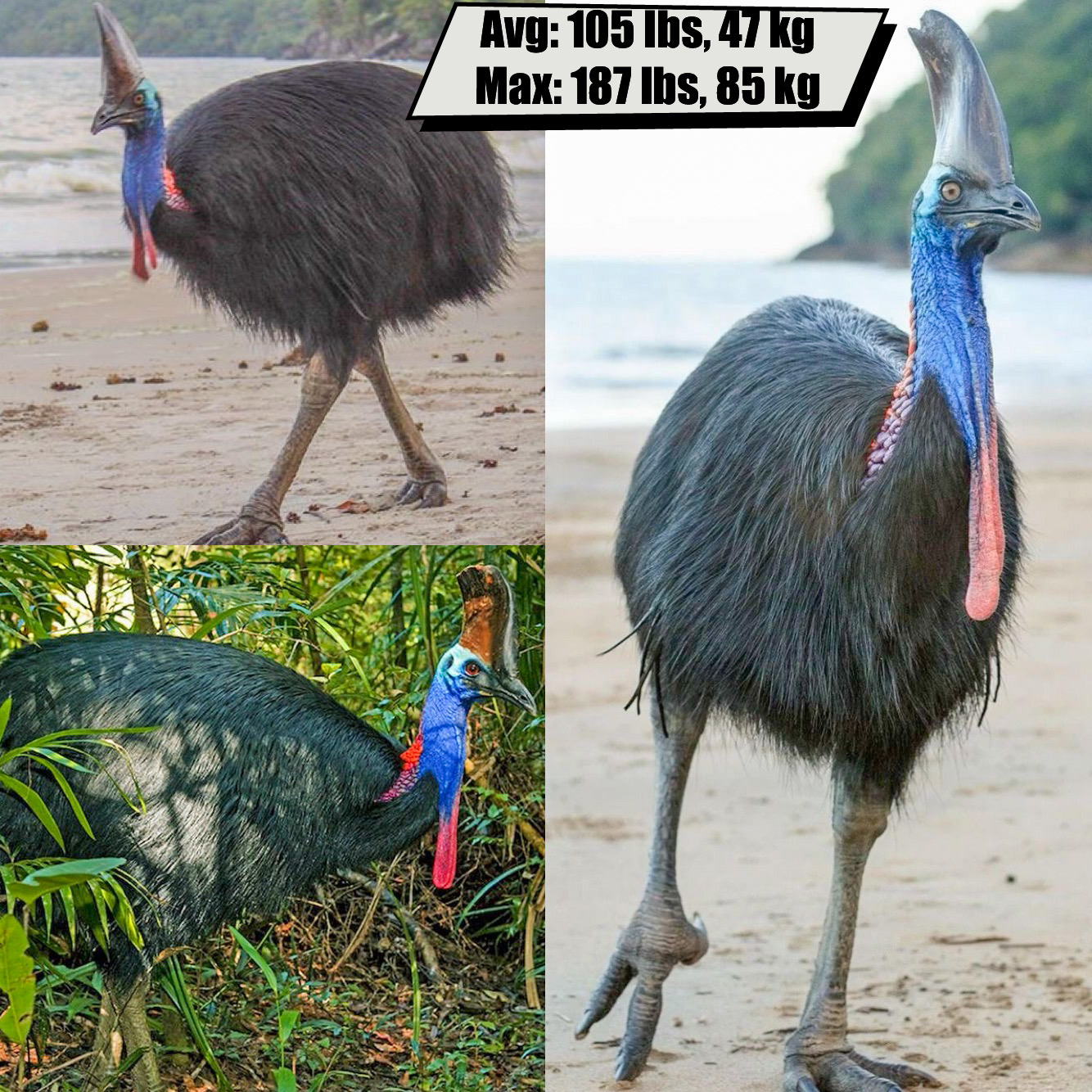 Cassowary
