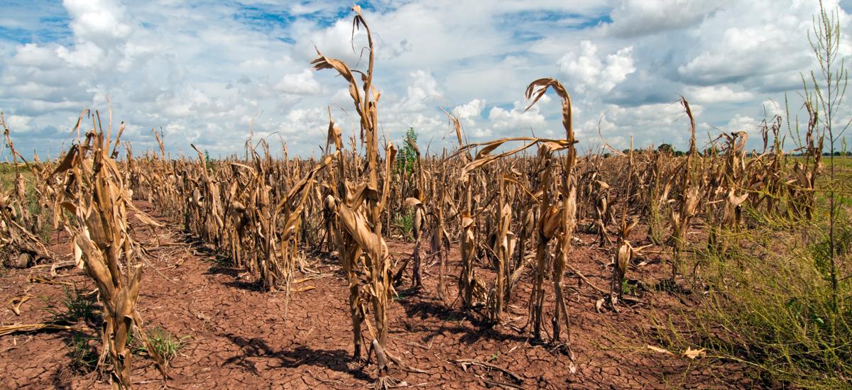 Global famine/Food shortages