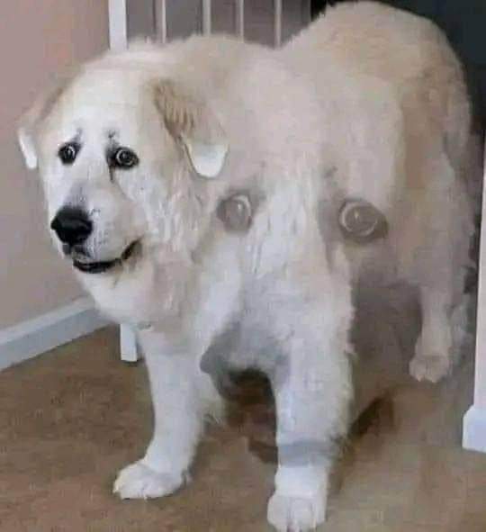 Random Meme