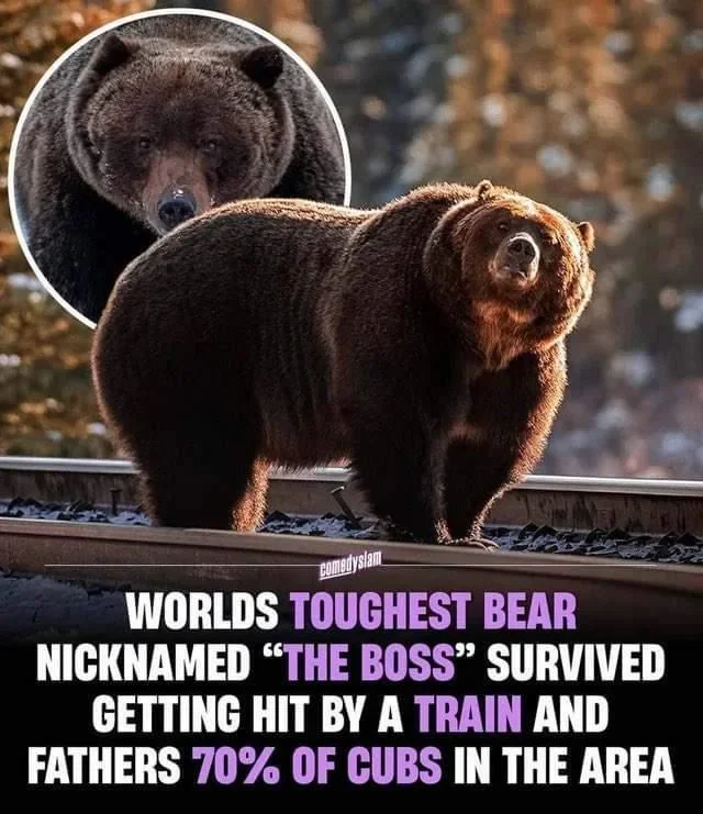 Powerscaling Animals/People