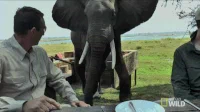 Powerscaling Animals/People