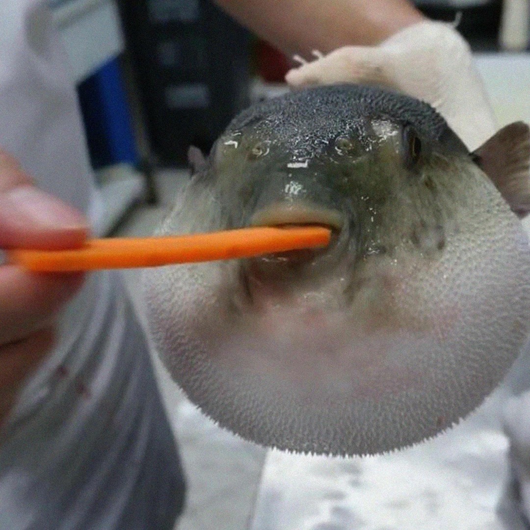 Pufferfish moan