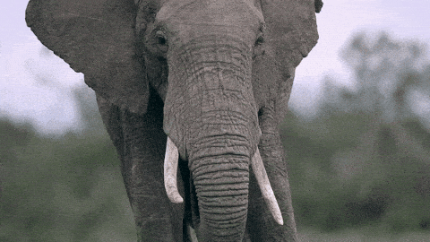 African Elephant ( (Largest Elephants)
