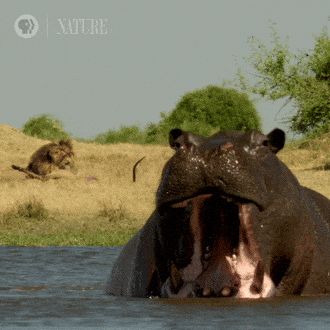 Hippopotamus