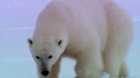 Polar Bear
