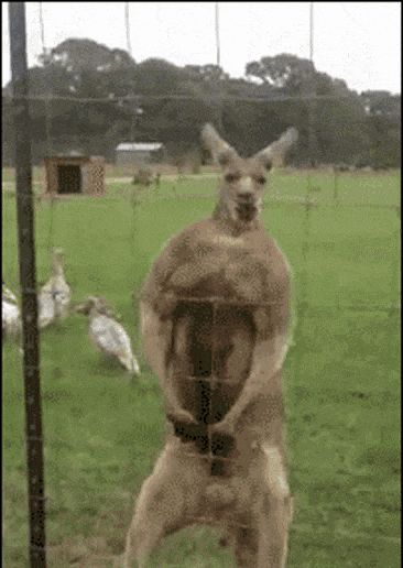 Humans Vs Animals 1v1s