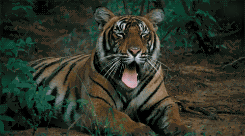Bengal Tiger (2nd Largest Tiger Species)