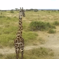Humans Vs Animals 1v1s