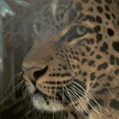 Humans Vs Animals 1v1s