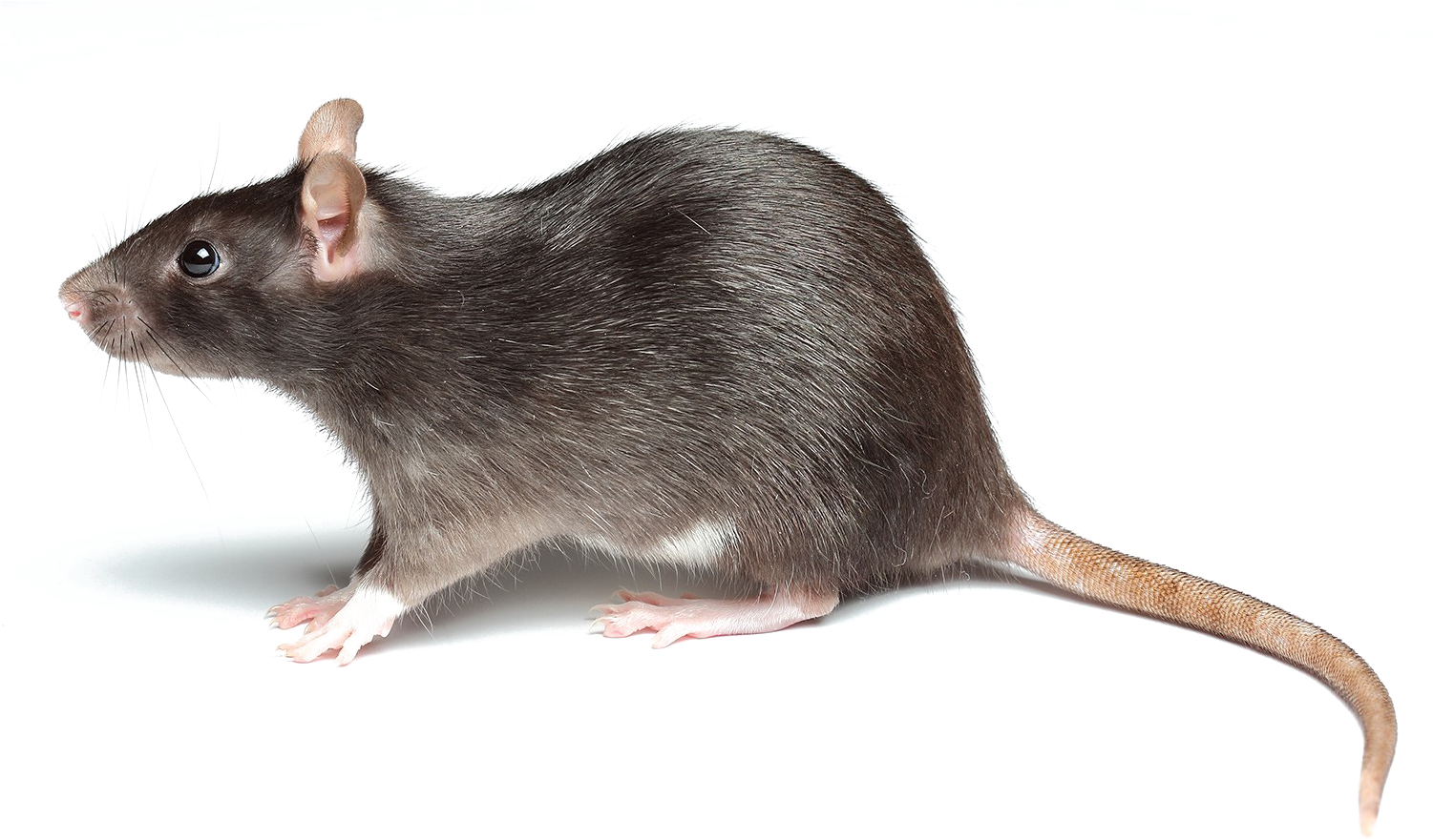หนู
