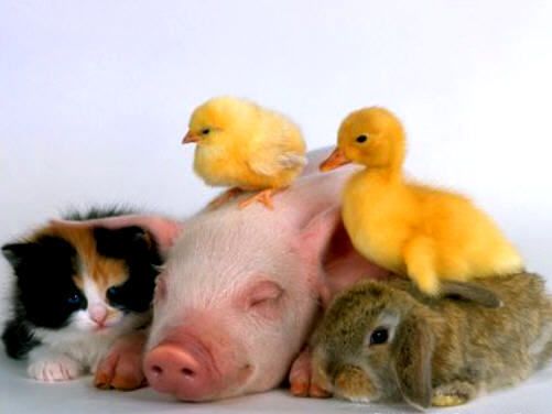 Cutest Baby Animal