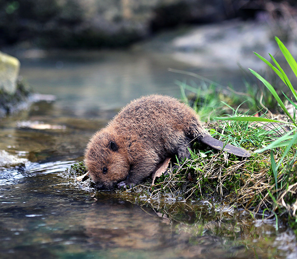 Cutest Baby Animal