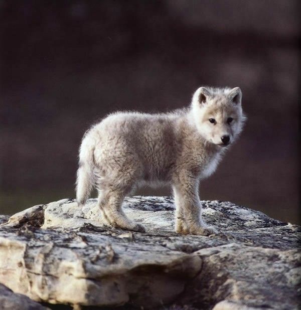 Wolf