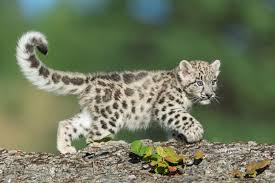 Snow Leopard