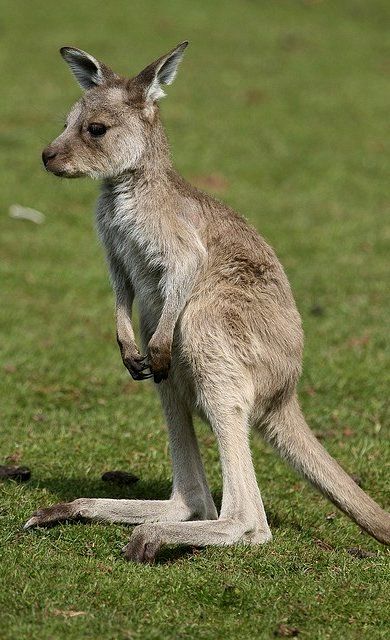 Cutest Baby Animal