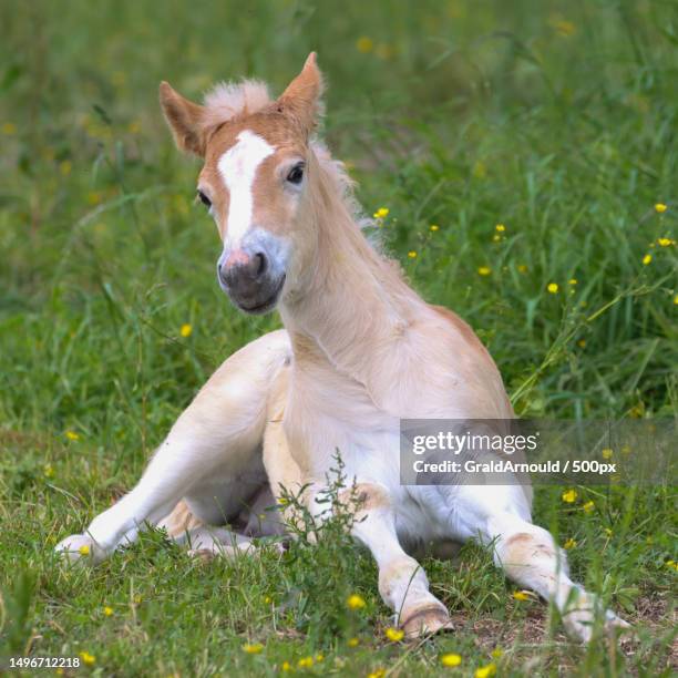 Cutest Baby Animal