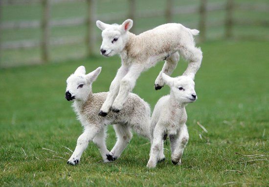 Sheep