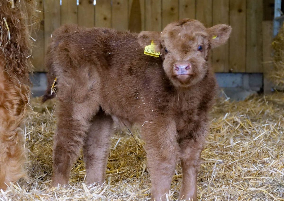 Cow