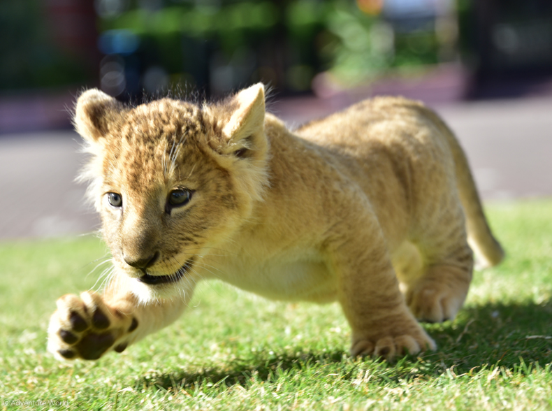 Cutest Baby Animal
