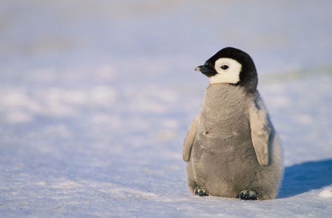 Cutest Baby Animal