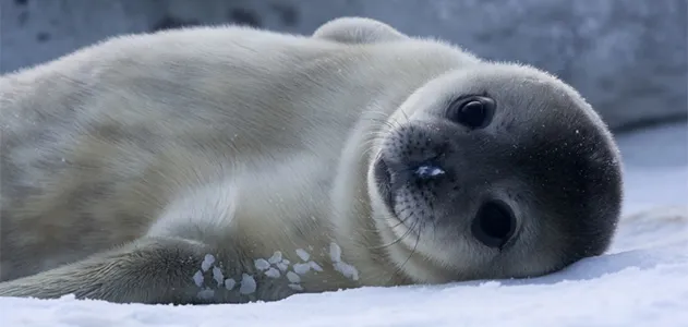 Seal