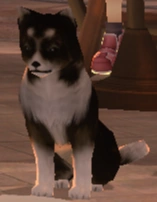 Cerberus