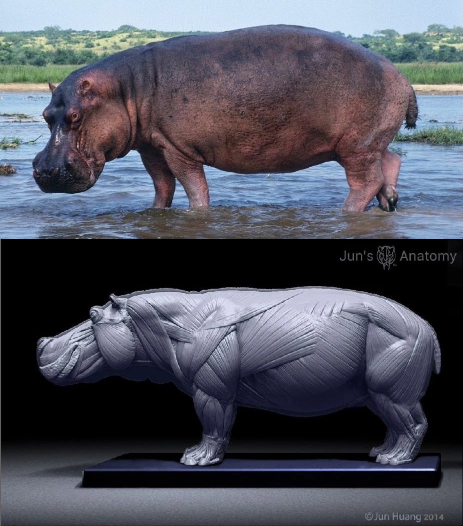 Gods favorite creation the Hippo