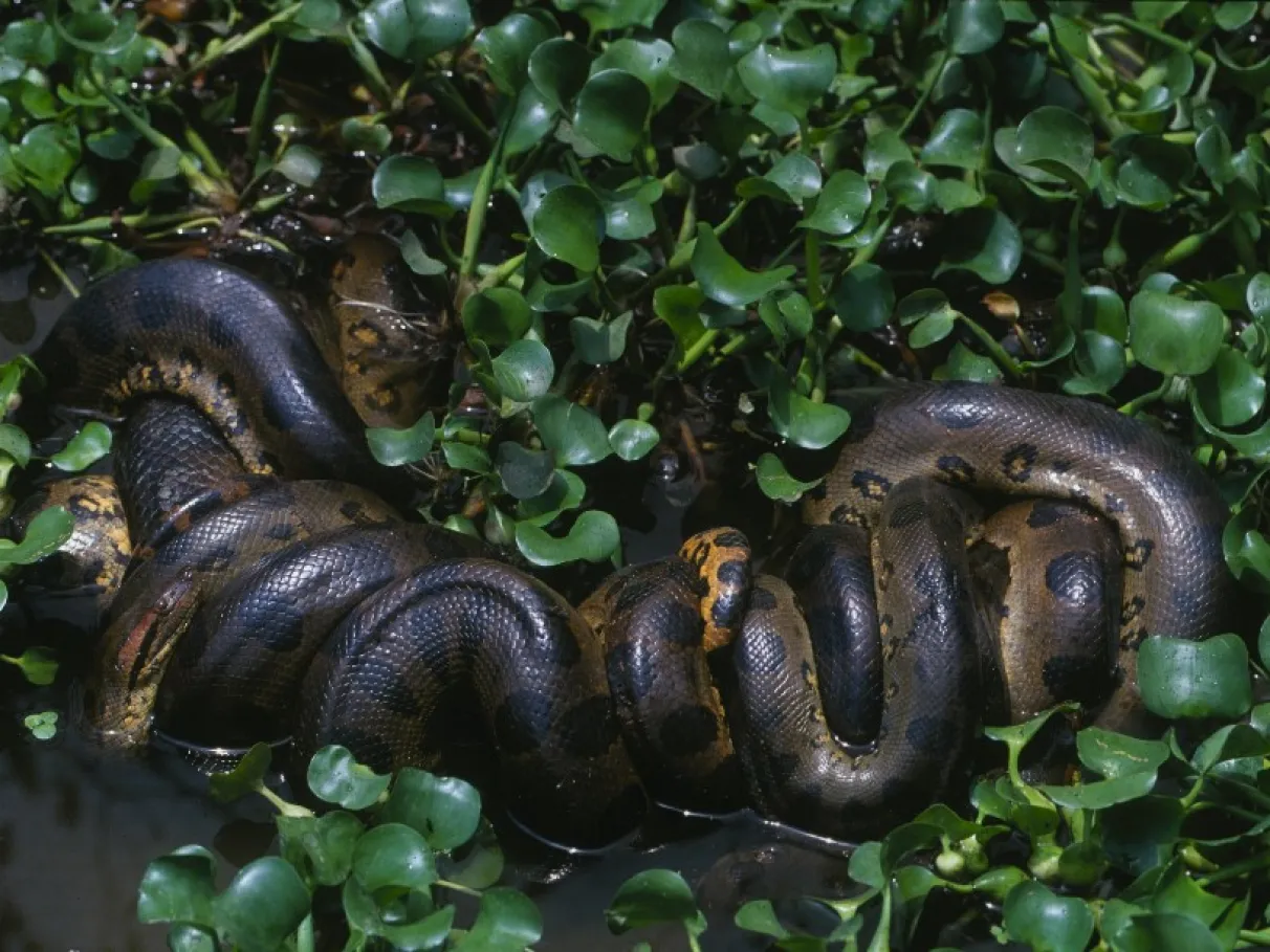 Anaconda