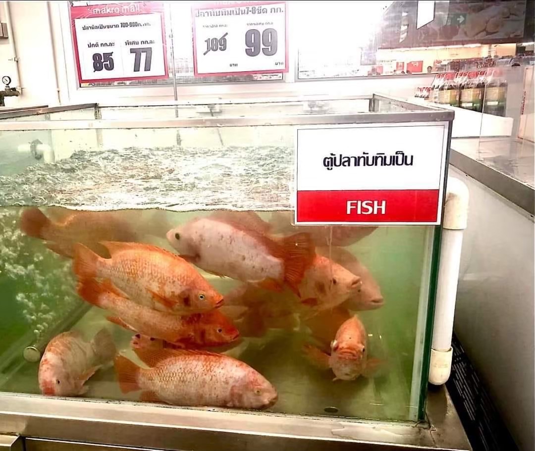 ปลาทับทิม