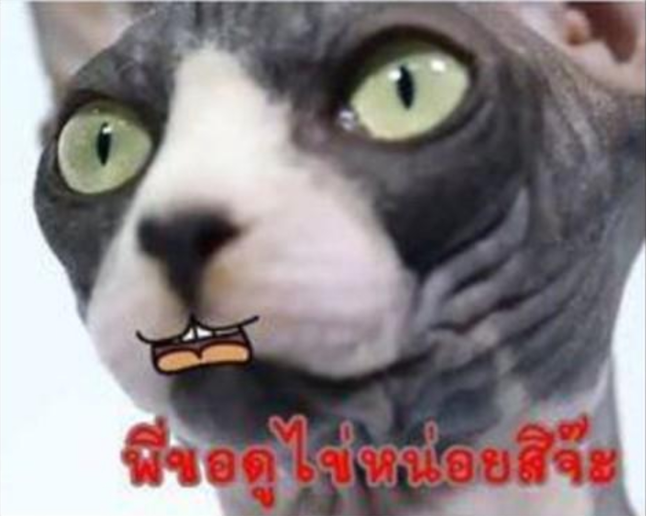 เรื่องไข่ๆ for สมาชม
