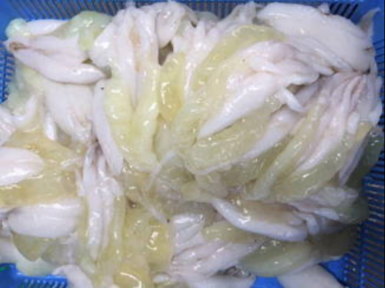ไข่หมึก