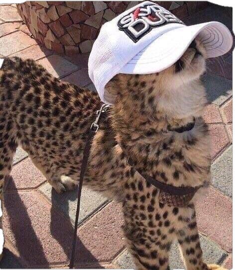 Animal fit pics