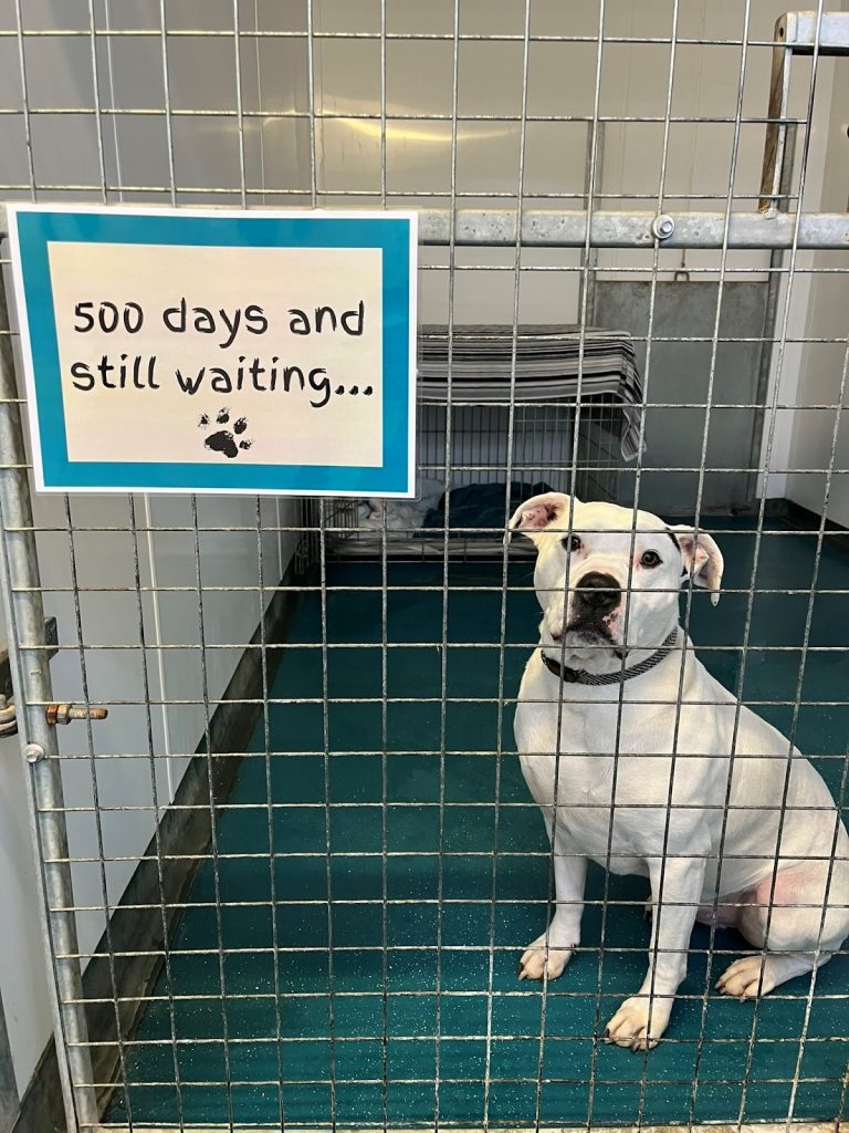 Seeing tiktoks of dogs waiting 200+ days for adoption