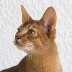 Abyssinian