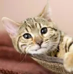 American Bobtail