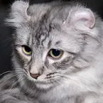American Curl