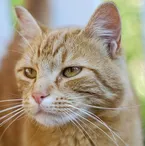 American Polydactyl