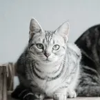 American Shorthair