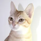 Arabian Mau