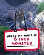 8 Inch Monster