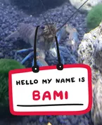 Bami