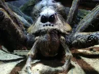 Aragog